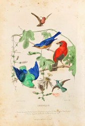 CÃO. Gravura da "Histoire Naturelle, quadrupèles".